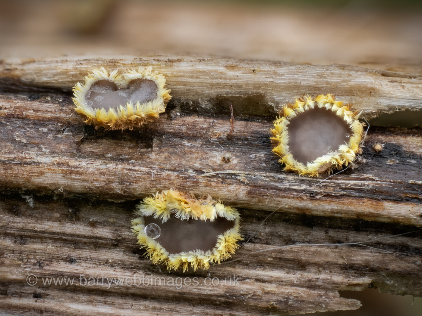 Photo by Barry Webb Trichopeziza leucophaea by Barry Webb